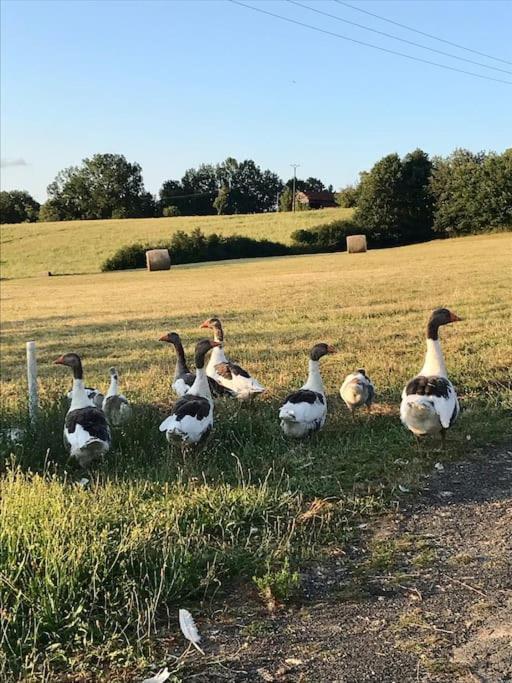 « Le Vieux Hangar » Gite A La Ferme Truffe Exteriér fotografie
